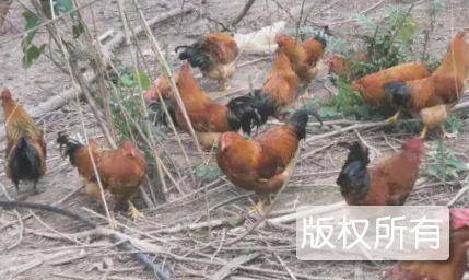 灵山香鸡