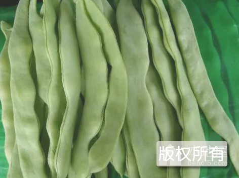 芸豆