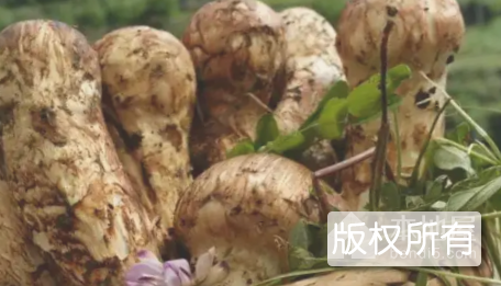 小金松茸