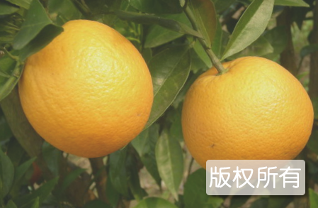 兴山锦橙