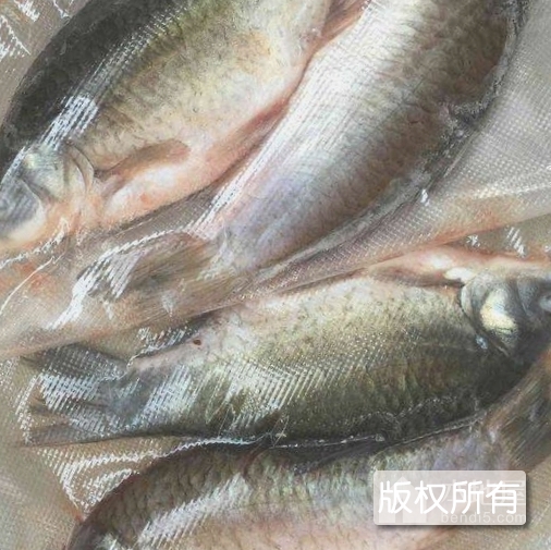 潮白河鲫鱼