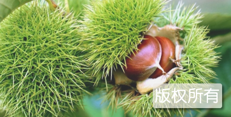 麻城板栗