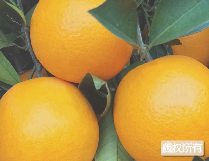 麻阳冰糖橙