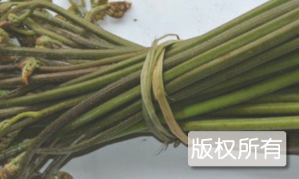 昆嵛山蕨菜