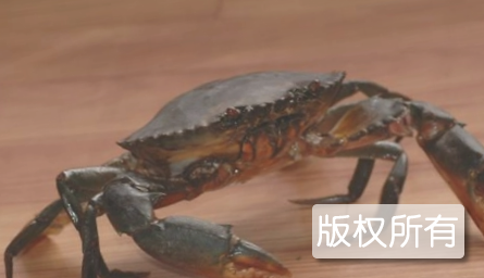 珠海膏蟹