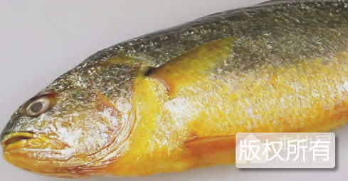 钦州黄鱼