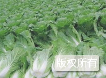 青麻叶大白菜