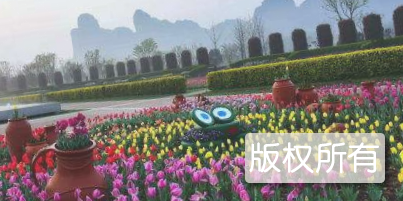 崇左花朝节