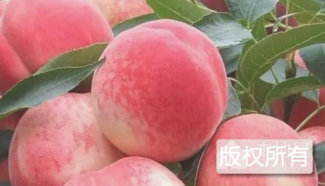 肥城桃