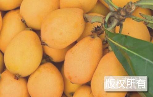 常太枇杷