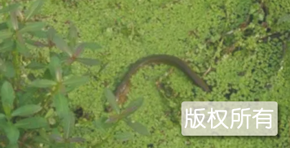 张沟黄鳝