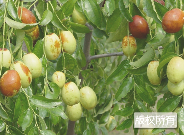 郎家园枣
