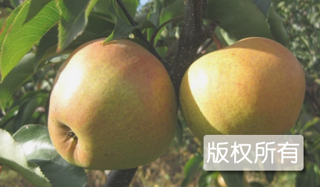 东宁苹果梨