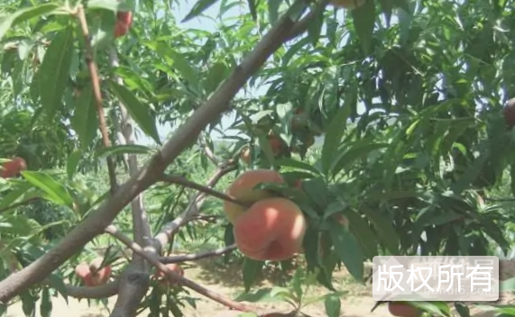 里口山蟠桃
