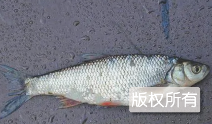 雅罗鱼