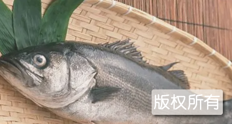 白蕉海鲈
