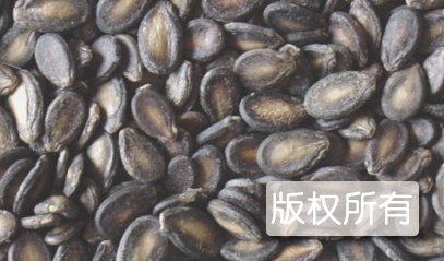 兴安盟黑瓜籽