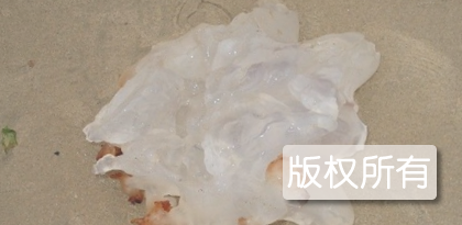 营口海蜇