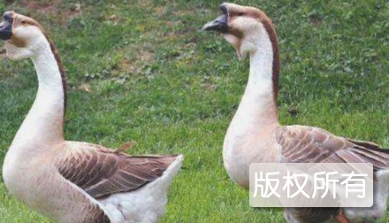 狮头鹅
