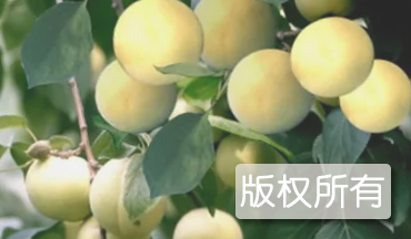 梁山蚕白杏