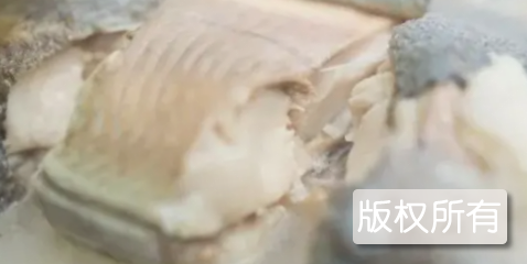 沙锅雅鱼