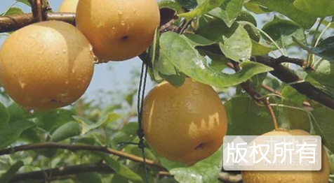 老河口汉水梨