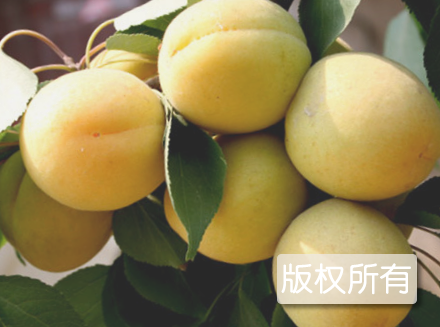 灵寿杏