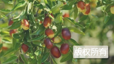永和条枣