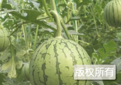 联伍西瓜