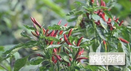 宝坻天鹰椒