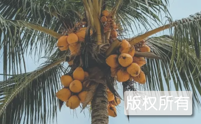椰子