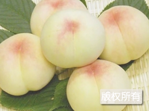 丰白桃