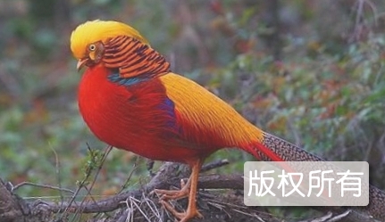 红腹锦鸡