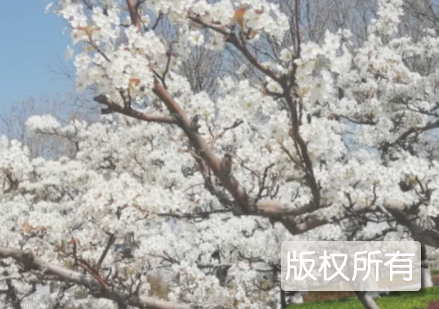 阳信梨花会