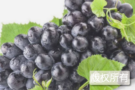 夏黑无核提子