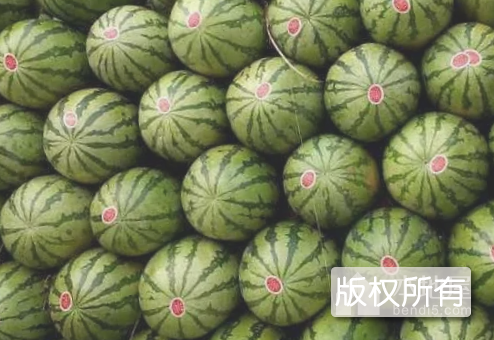 河套西瓜