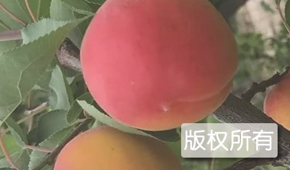 红玉杏