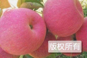 辽中寒富苹果
