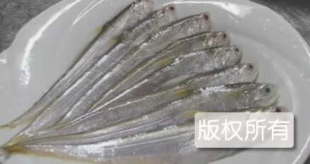 太湖梅鲚鱼