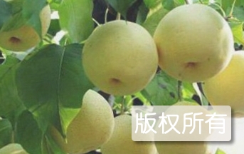 酒泉锦丰梨