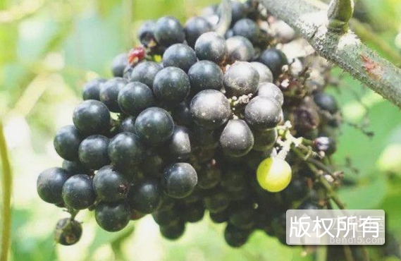 安图山葡萄