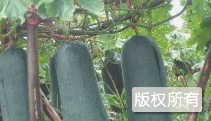 郸城黑皮冬瓜