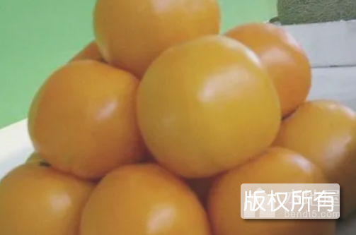 五原黄柿子