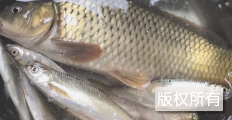 薄山湖松针野生鱼