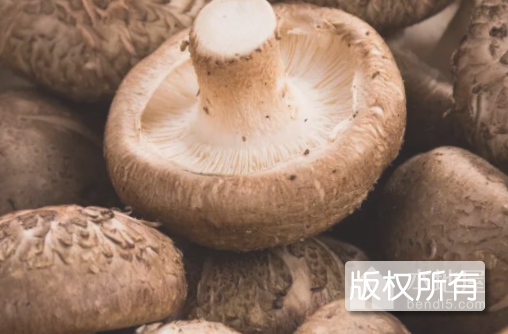 红庙子乡香菇