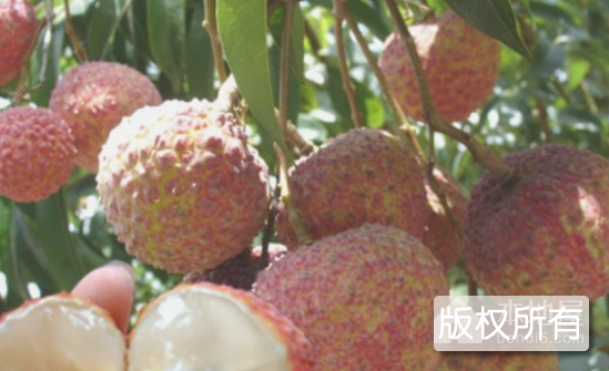 香山鸡嘴荔枝