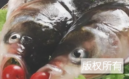 毛家双色鱼头