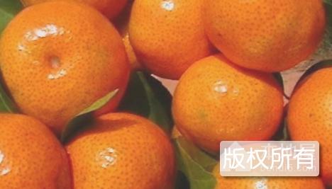 西林沙糖桔