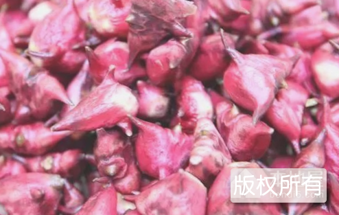 大红菱