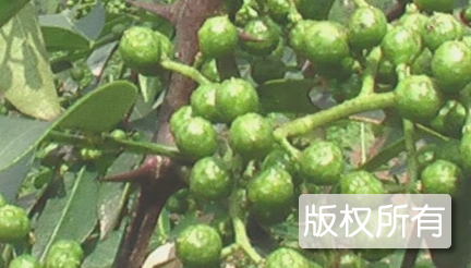 蓬溪青花椒
